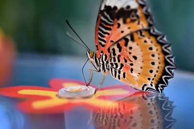 Фотка бабочки с крыльями