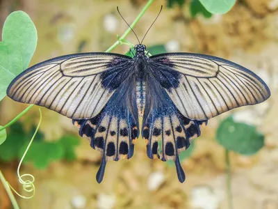 Бабочки Крылья - Фото в формате PNG