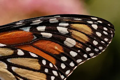 Изображение Крылья бабочки