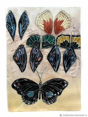 Крылья бабочки на фото в оригинальном размере