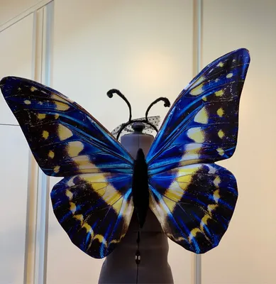 Крылья бабочки на фото