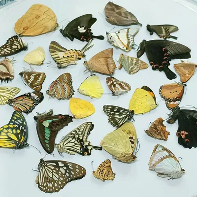 Крылья бабочки - фото с высоким разрешением