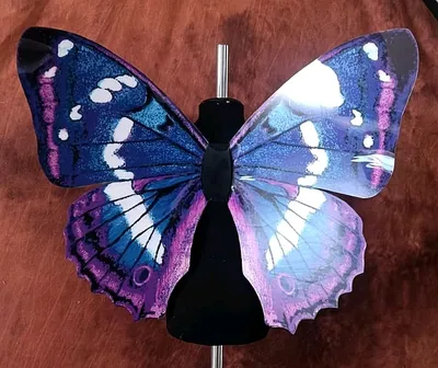 Фото с крыльями бабочки в большом размере