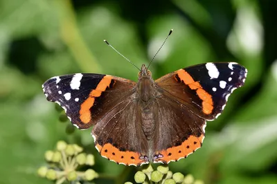 Фото бабочки - крылья в формате WebP