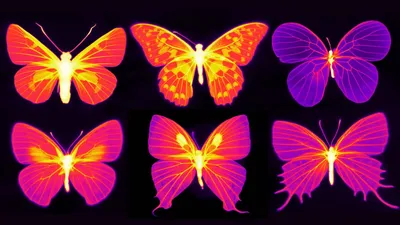 Фотография бабочки с крыльями