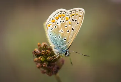 Фотография с бабочкой - крылья в высоком разрешении