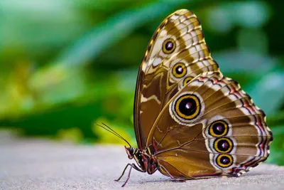 Фотка бабочки с крыльями в формате JPG