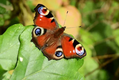 Изображение бабочки с крыльями в формате PNG