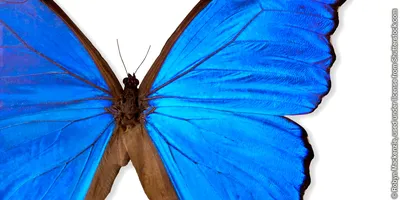 Бабочьи крылья на изображении в формате для сохранения