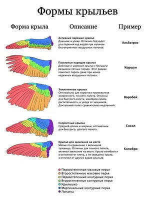 Удивительные крылья птиц: выбирайте размер и формат