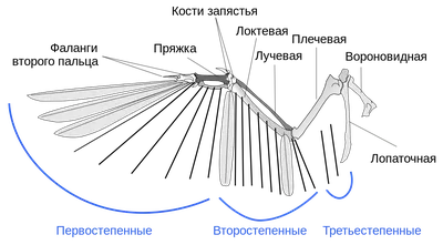 Фото крыльев различных видов птиц