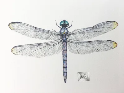 Крылья стрекозы: природное чудо в объективе фотокамеры