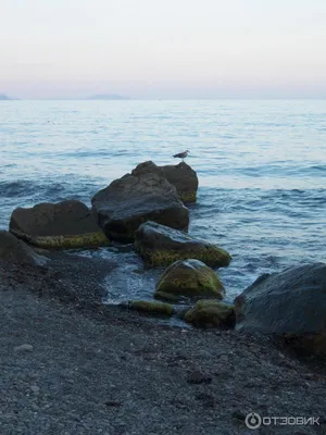 Скачать бесплатно фотографии Крым малореченское пляж в хорошем качестве