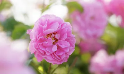 Фото Крымской розы в формате jpg
