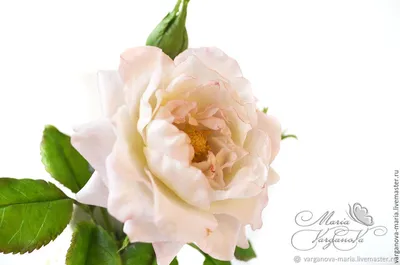 Крымская роза в формате jpg для использования в дизайне