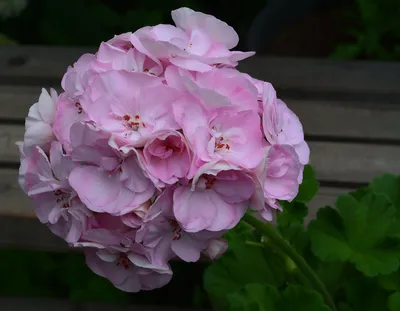 Фото розы Крымская роза для широкоформатной печати