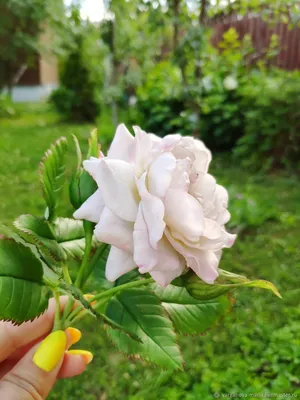 Красивая Крымская роза на фото