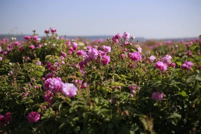 Картинка Крымской розы на фоне горных пейзажей