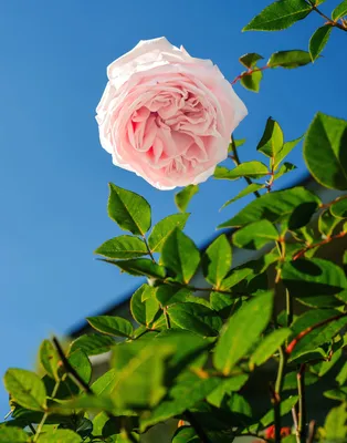 Фотография Крымской розы с насыщенными цветами