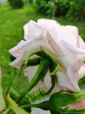 Изображение фиолетовой Крымской розы для букета и декора