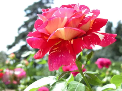 Фотка Крымской розы с бутоном и распустившейся цветочной головкой