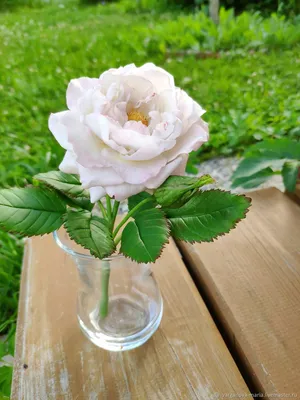 Картинка Крымской розы для использования в рекламе цветочного магазина