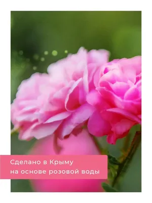 Фотка Крымской розы с заснеженными плантациями в фоне