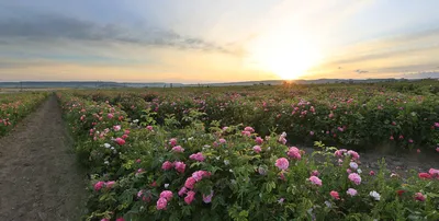 Красота природы на фото: Крымская роза