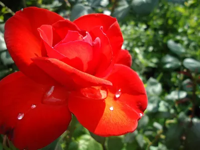 Фотка Крымской розы с высокой детализацией