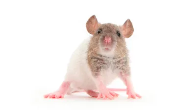 Изображение Крысы дамбо рекс: средний размер JPG