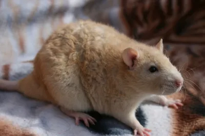 Фотка Крысы дамбо рекс: малый размер JPG, PNG
