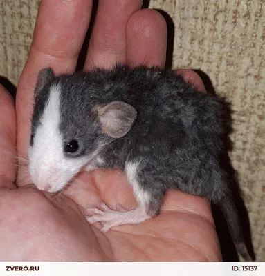 Изображение Крысы дамбо рекс: средний размер JPG, PNG