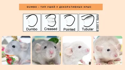 Картинка Крысы дамбо рекс: оригинальный размер JPG, PNG