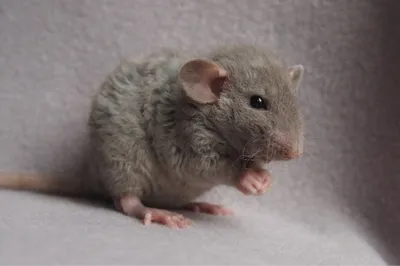 Фотография Крысы дамбо рекс: малый размер JPG, WebP