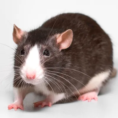 Изображение Крысы дамбо рекс: средний размер PNG, WebP