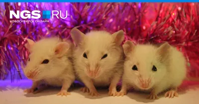Фото Крысы дамбо рекс: большой размер JPG, PNG, WebP