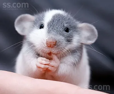 Фотка Крысы дамбо рекс: малый размер