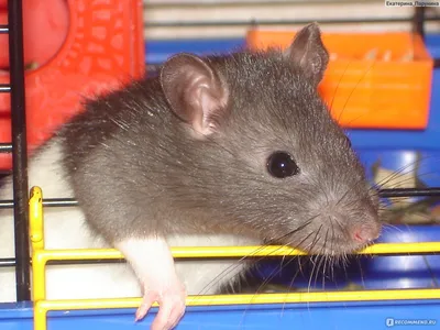 Изображение Крысы дамбо рекс: средний размер