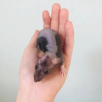 Картинка Крысы дамбо рекс: оригинальный размер