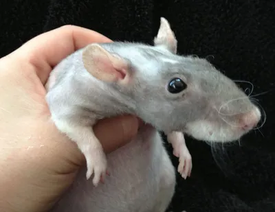 Фотография Крысы дамбо рекс: малый размер