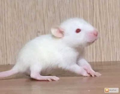 Изображение Крысы дамбо рекс: средний размер, JPG