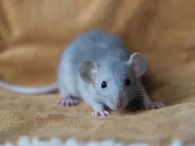 Изображение Крысы дамбо рекс: средний размер, PNG