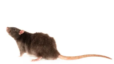 Фото Крысы дамбо рекс: средний размер PNG