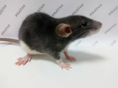 Фотка Крысы дамбо рекс: малый размер, WebP