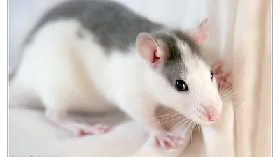 Фото Крысы дамбо рекс: большой размер, WebP