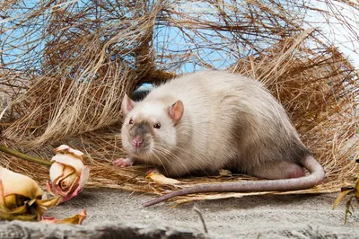 Картинка Крысы дамбо рекс: оригинальный размер, JPG, PNG