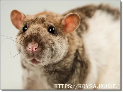 Картинка Крысы дамбо рекс: оригинальный размер PNG