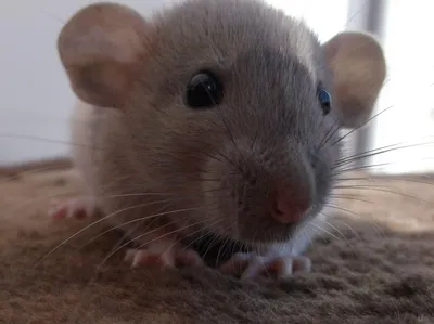 Фотка Крысы дамбо рекс: малый размер, PNG, WebP