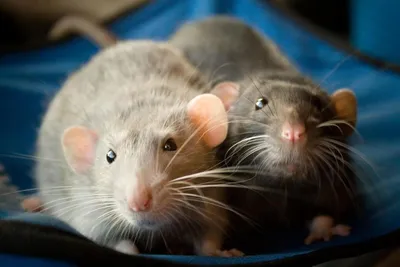 Изображение Крысы дамбо рекс: средний размер, PNG, WebP