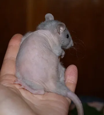 Фотография Крысы дамбо рекс: малый размер, JPG, PNG, WebP